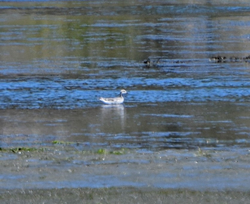 Wilson's Phalarope - ML20788031