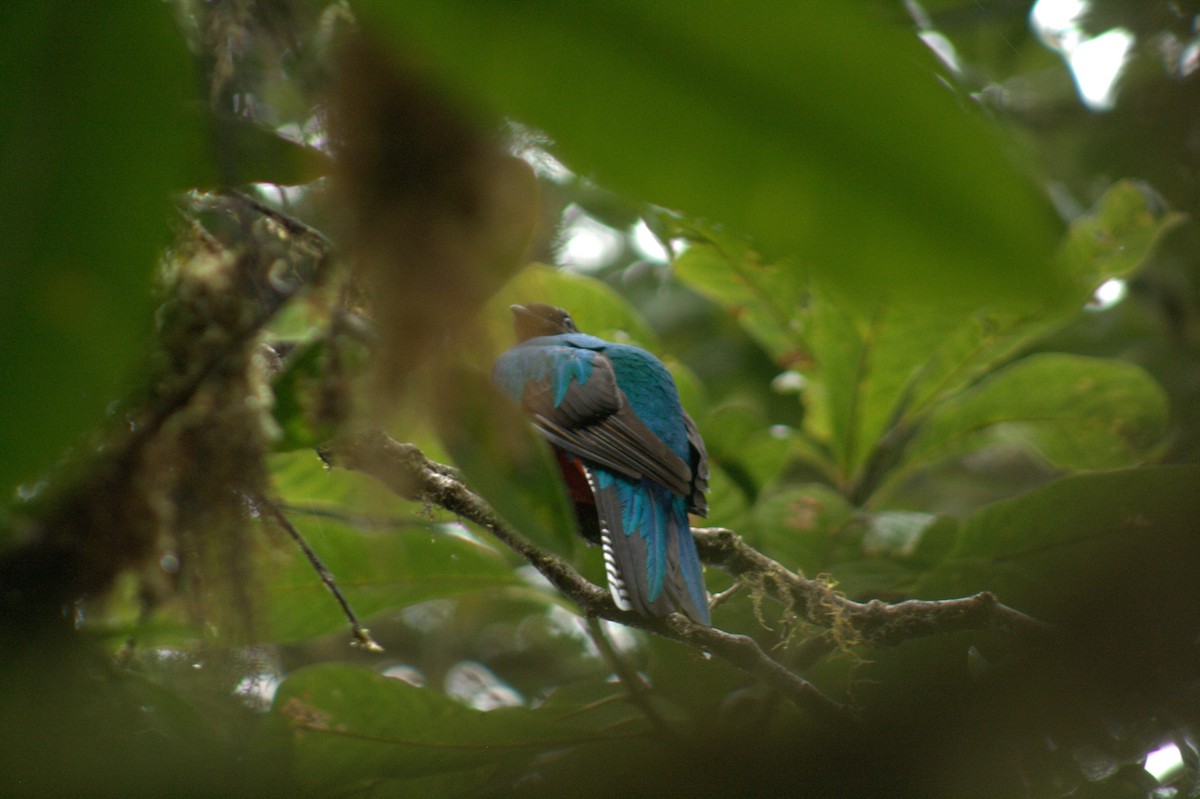 Resplendent Quetzal - ML207880431