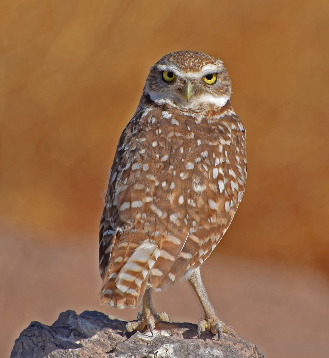 Burrowing Owl - John Bruin