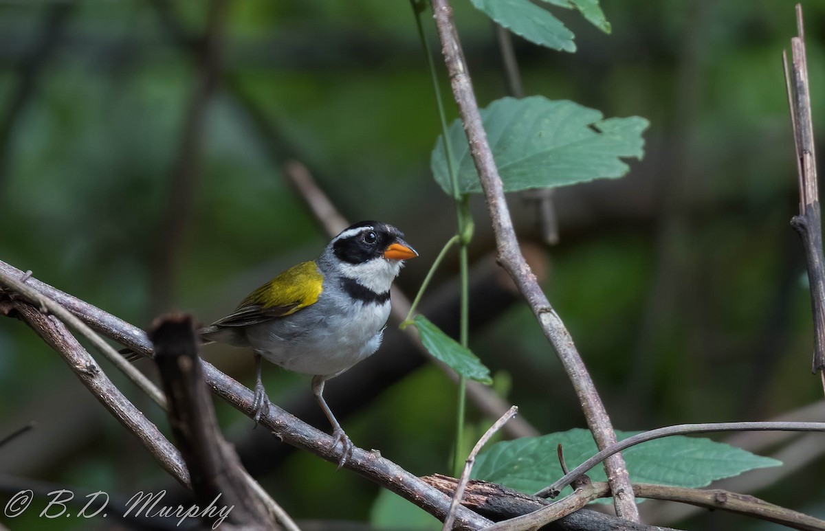 Saffron-billed Sparrow - Brad Murphy