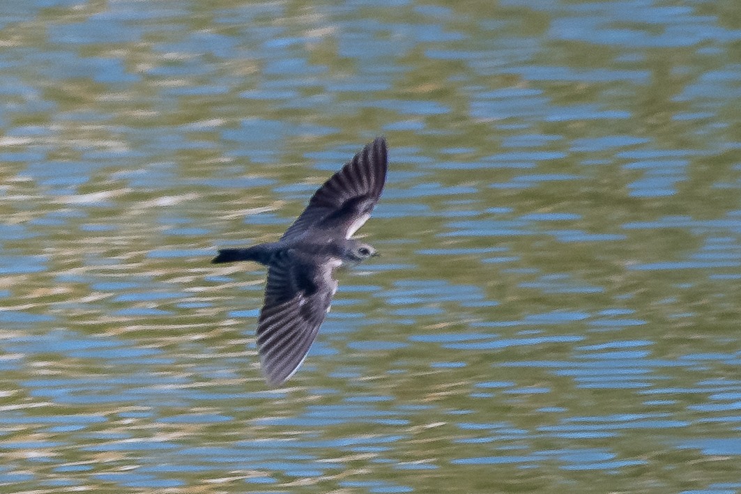 Northern Rough-winged Swallow - ML207886511