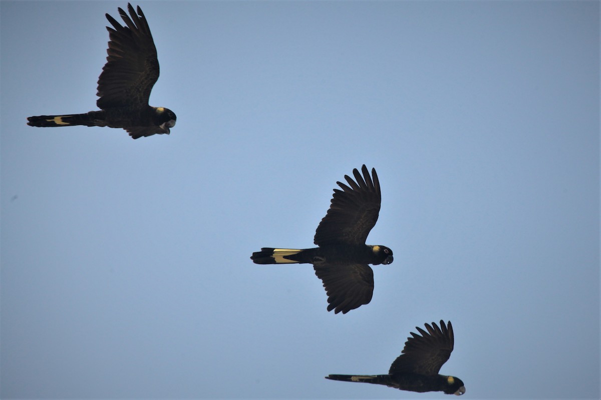 Yellow-tailed Black-Cockatoo - ML207886641