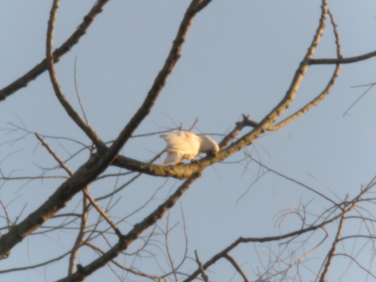 corella/white cockatoo sp. - 俞君 周