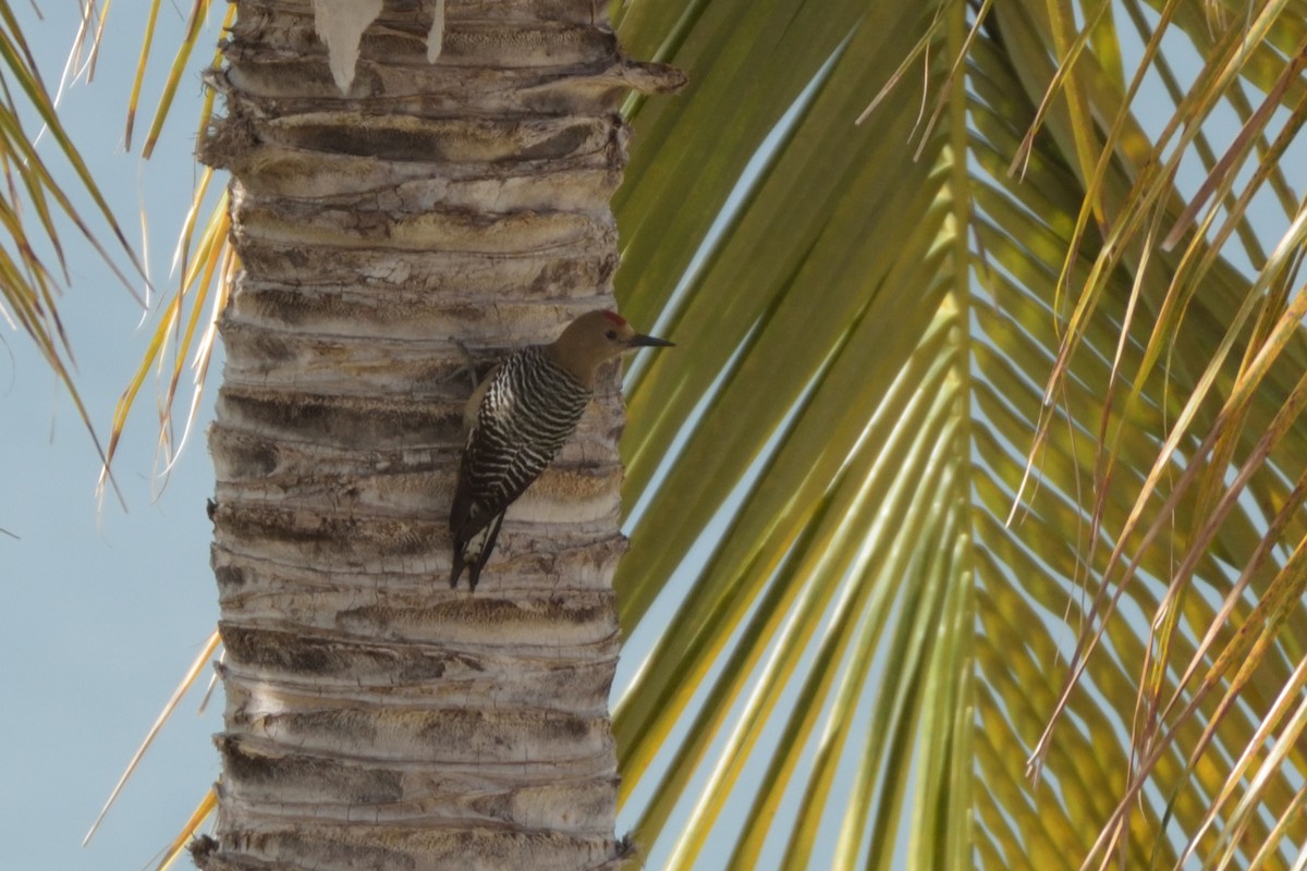 Gila Woodpecker - German Garcia