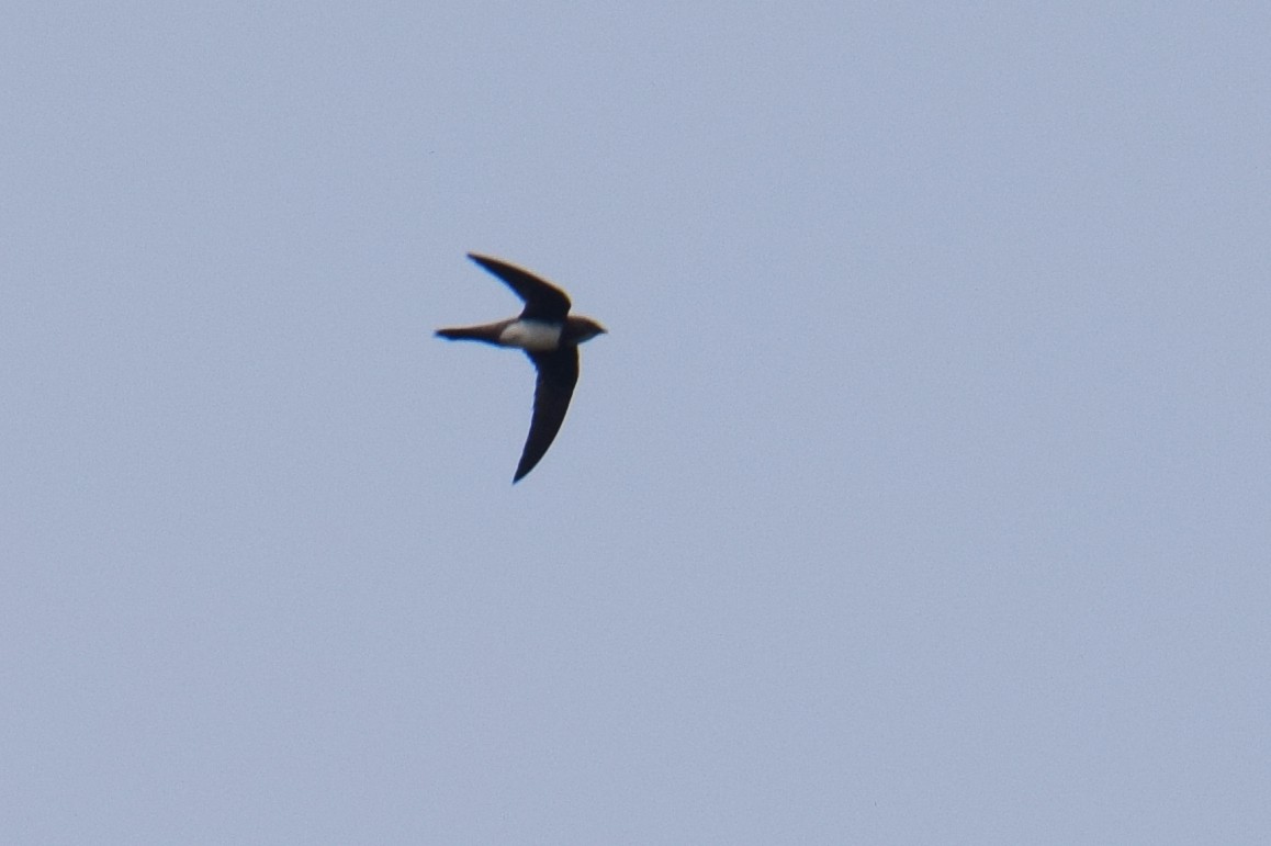 Alpine Swift - ML207890111