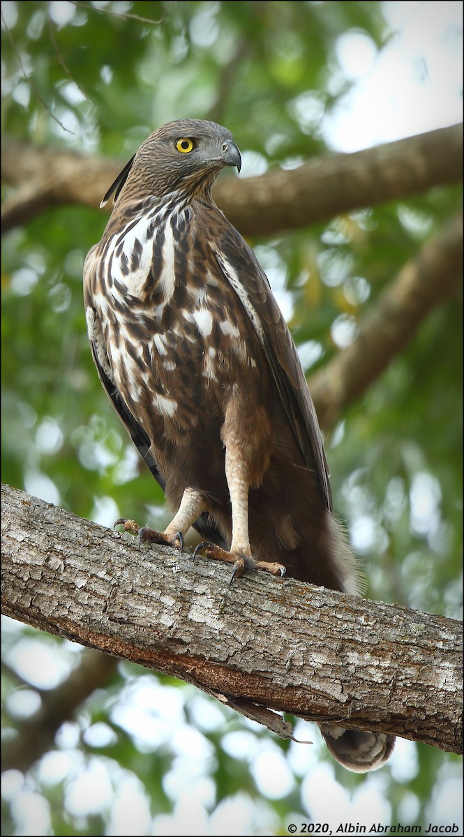 Changeable Hawk-Eagle (Crested) - Albin Jacob