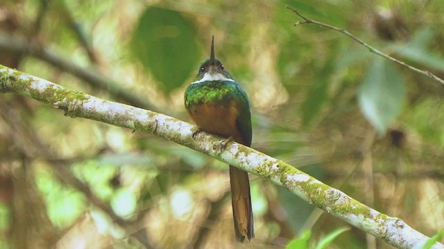 Rufous-tailed Jacamar - ML207892691