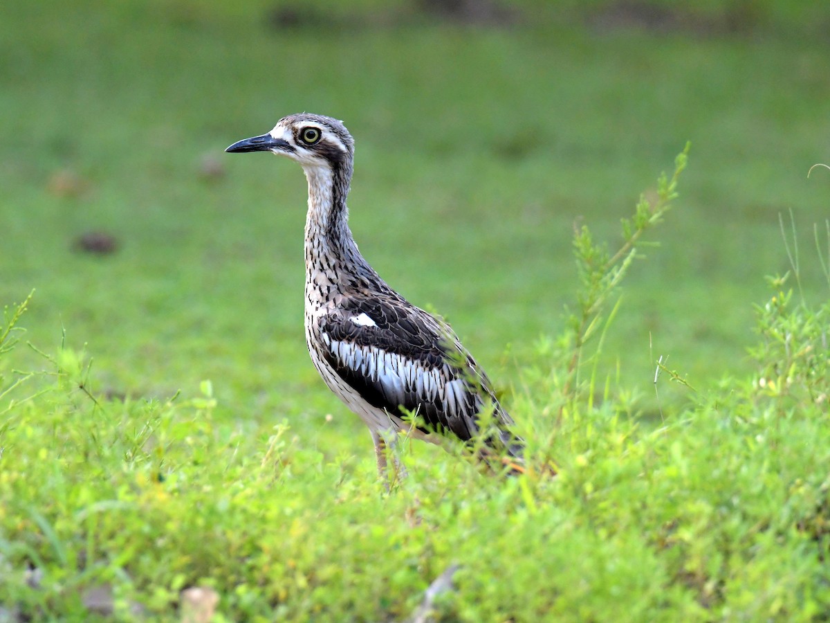 Bush Thick-knee - ML207893531