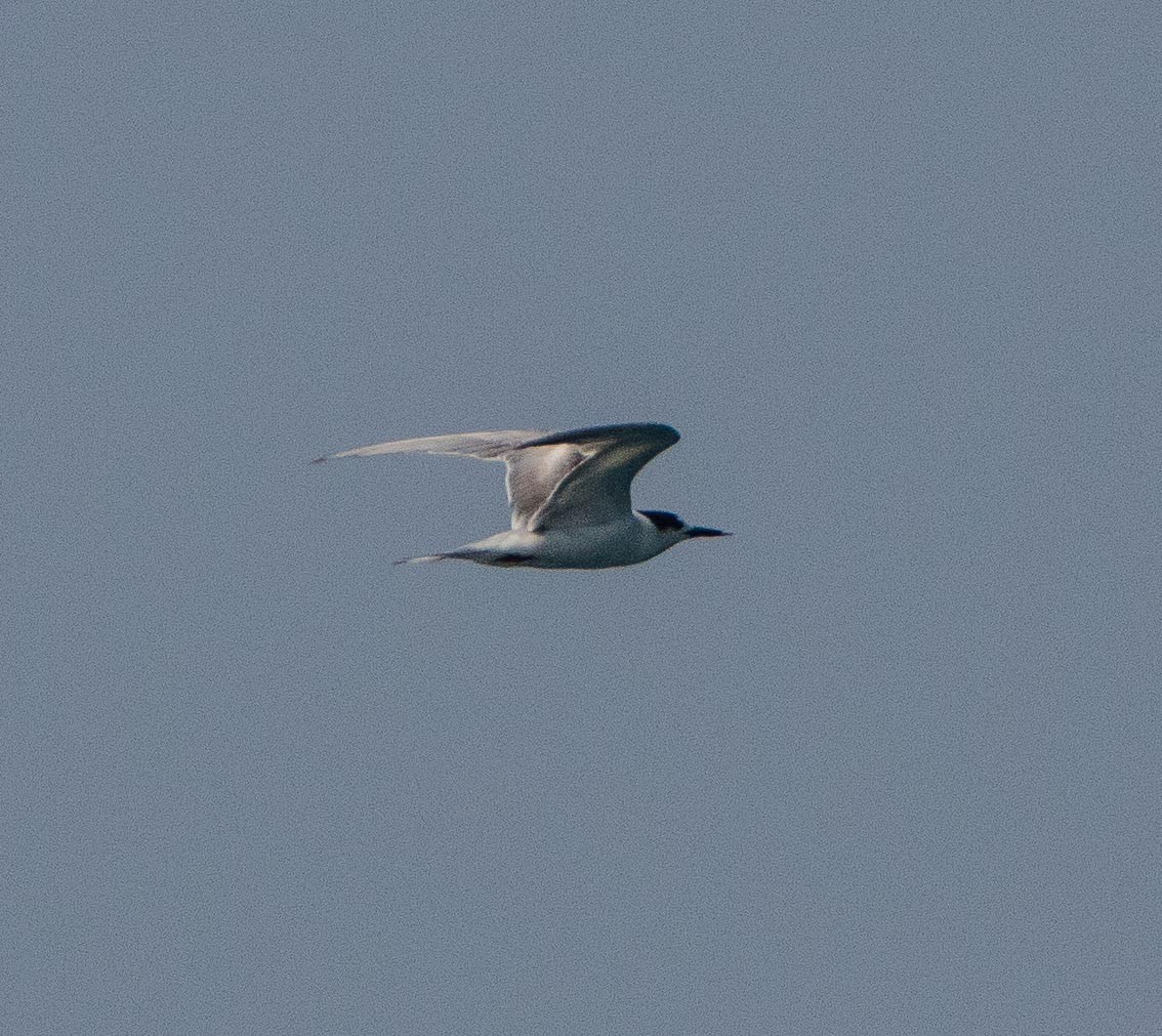 Sandwich Tern - Thomas Job