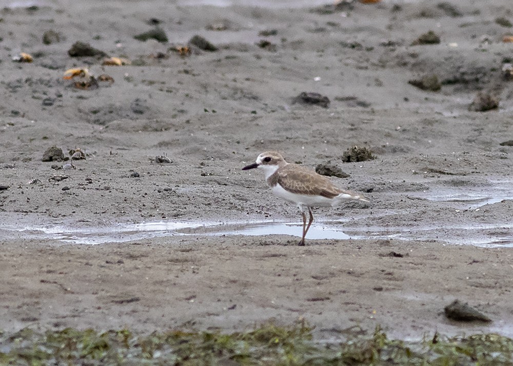 Greater Sand-Plover - ML207894271