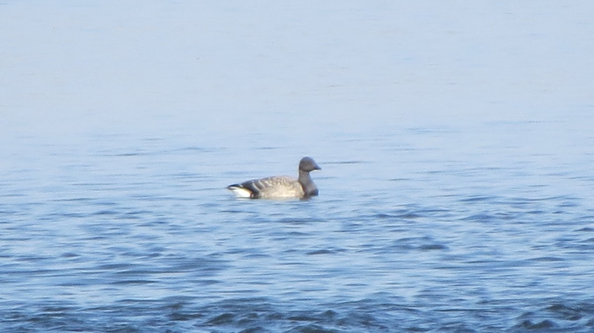 Brant - ML20789451