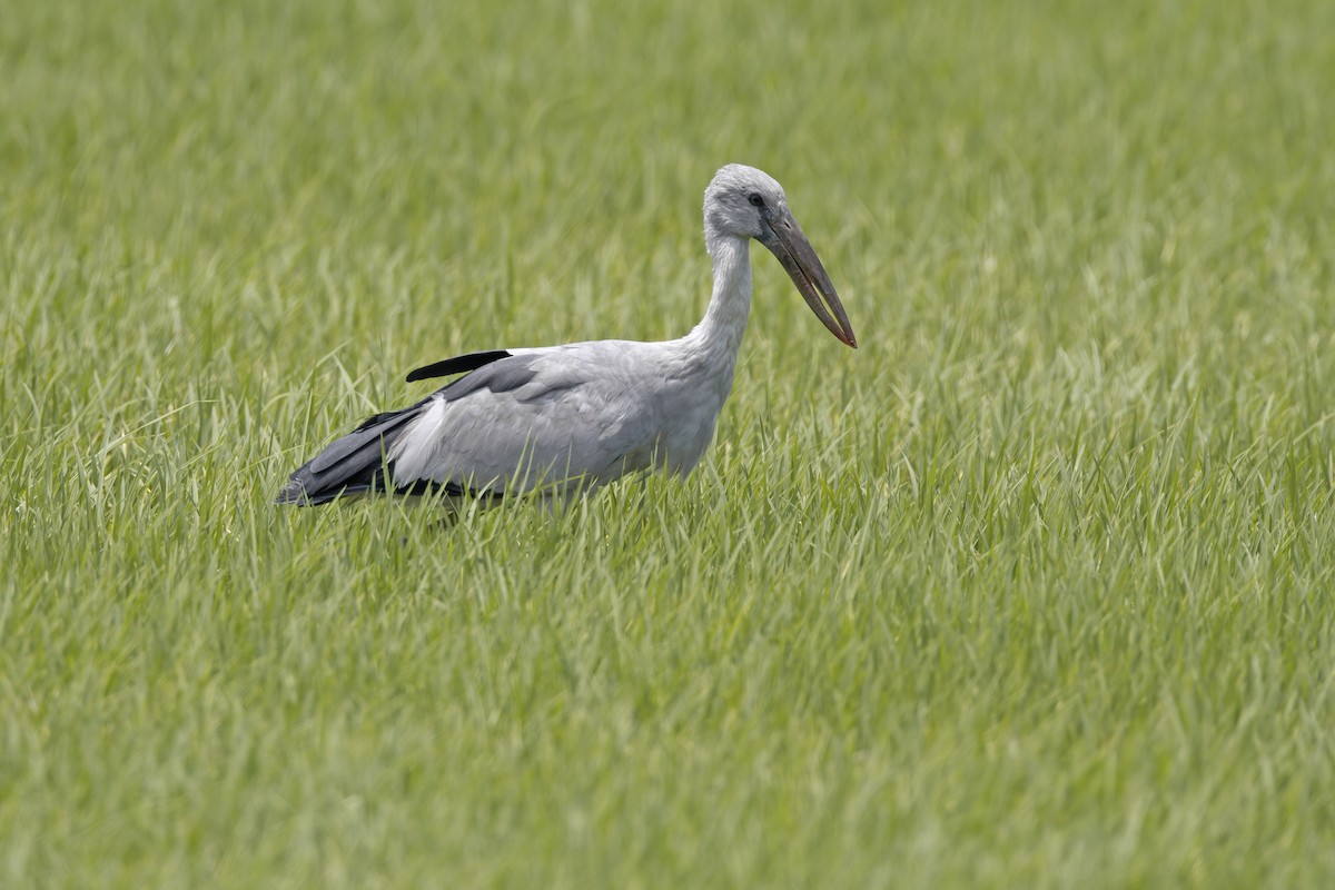 Asian Openbill - ML207895741