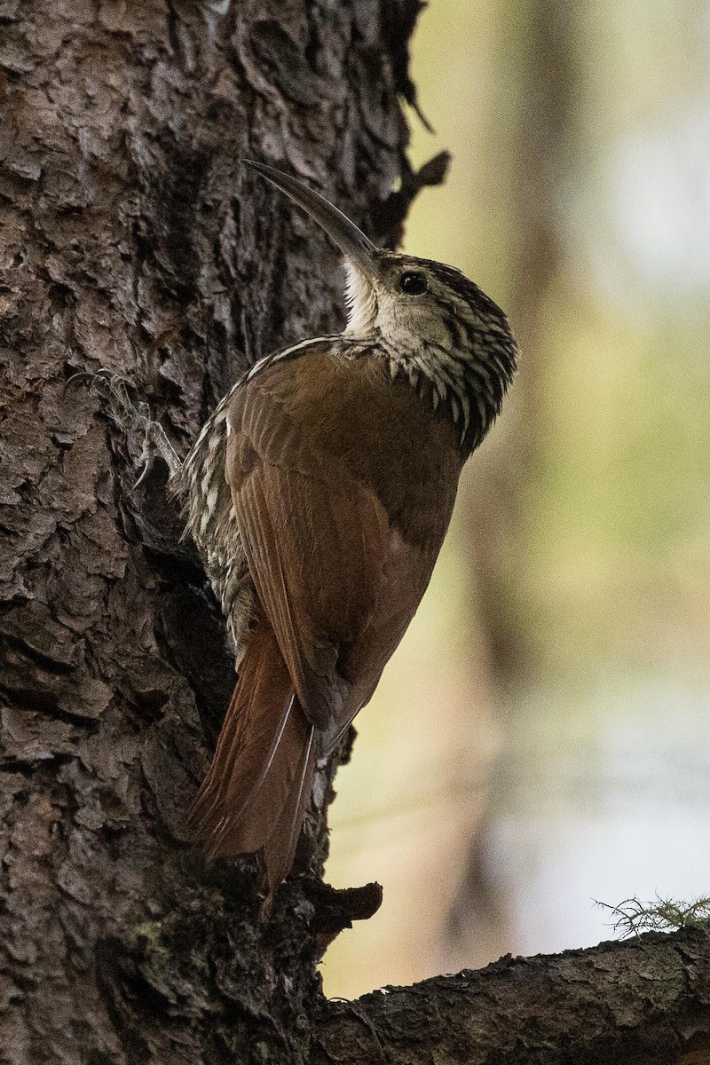 White-striped Woodcreeper - ML207895931