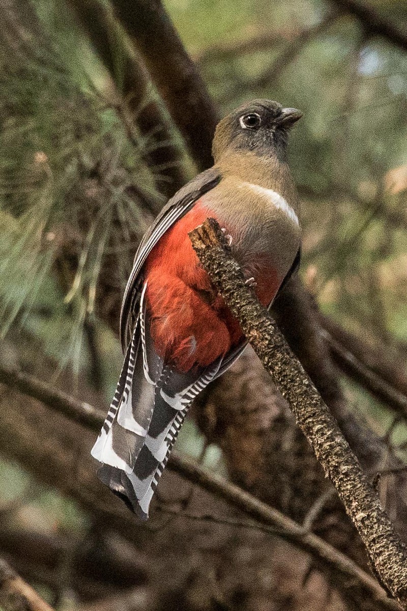 Mountain Trogon - ML207896021