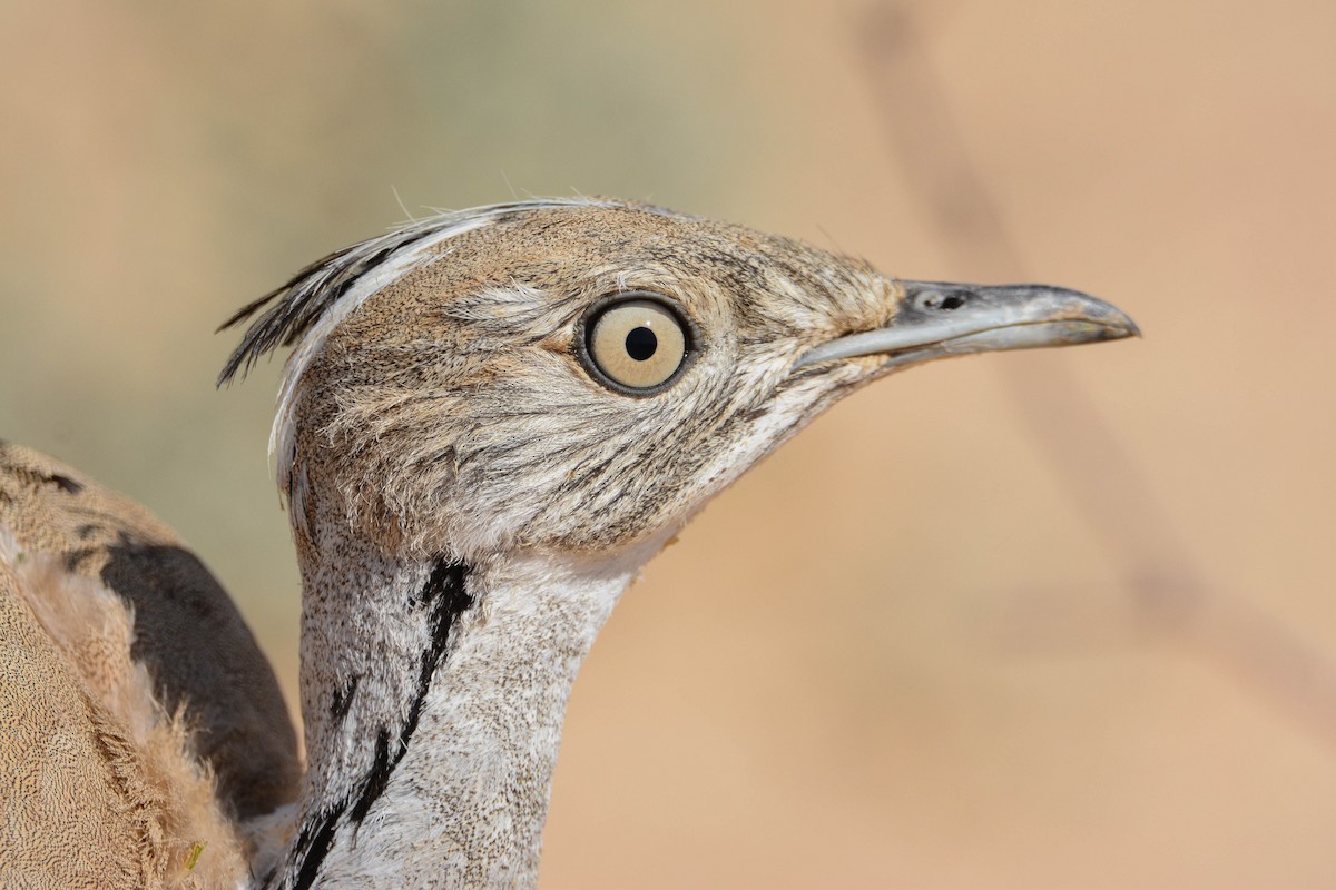 Asian Houbara - Itamar Donitza