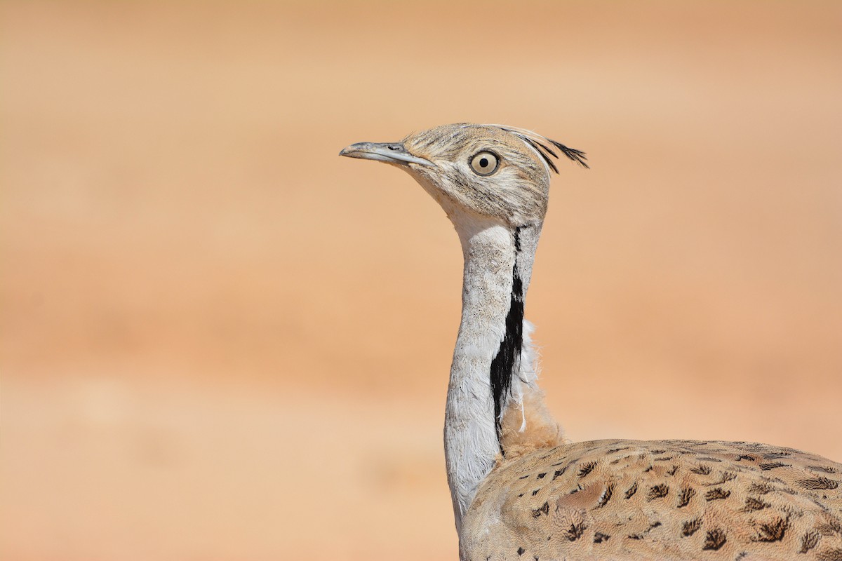 Asian Houbara - Itamar Donitza
