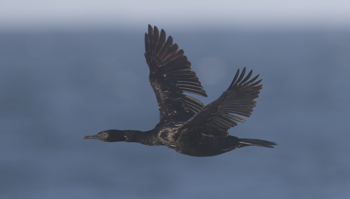 Pelagic Cormorant - Brian Sullivan