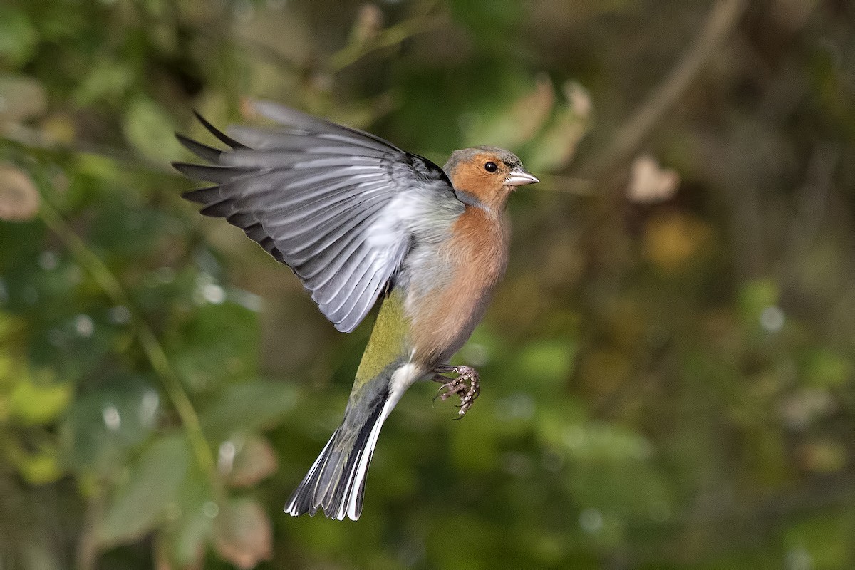 Common Chaffinch - Bob  Wood