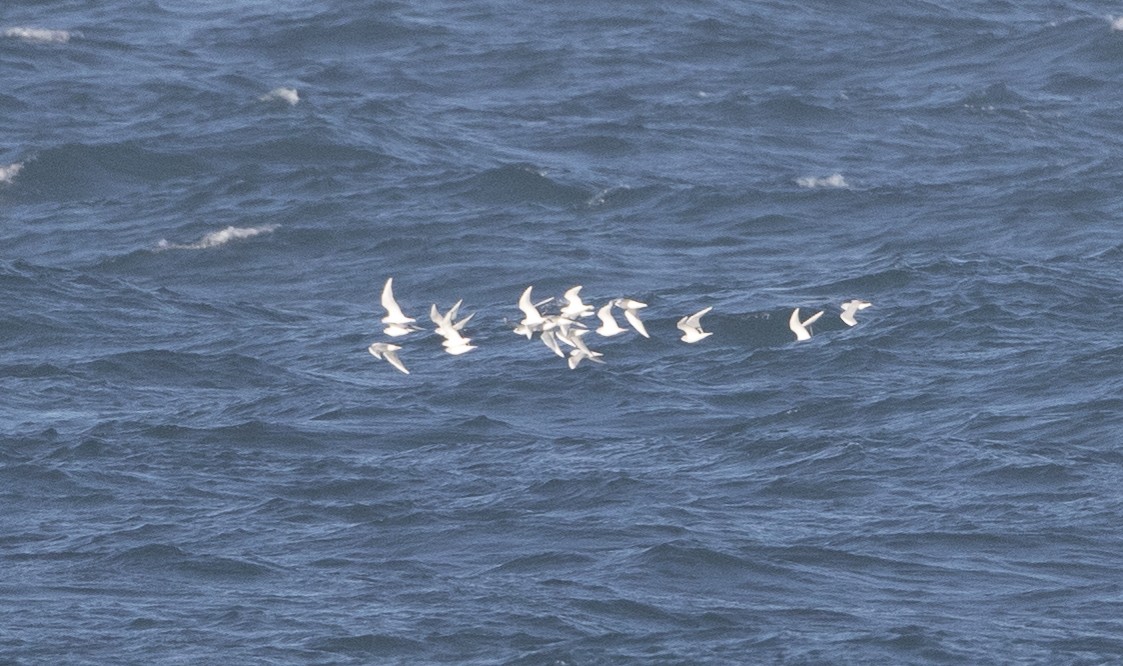 Bonaparte's Gull - ML20789871