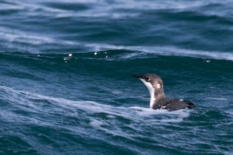 Long-billed Murrelet - ML207900081