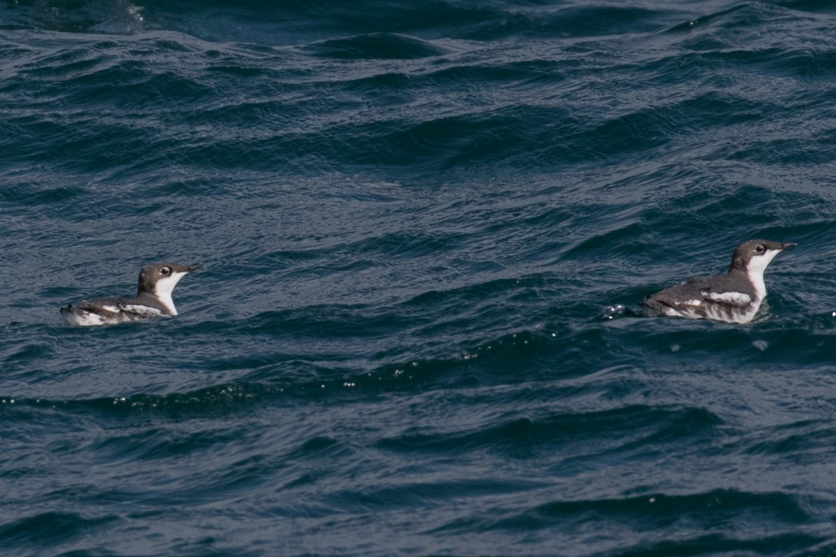 Long-billed Murrelet - ML207900091