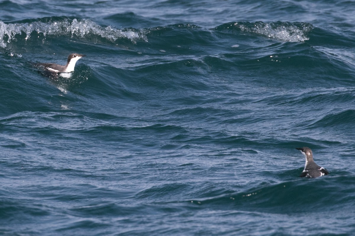 Long-billed Murrelet - ML207900101