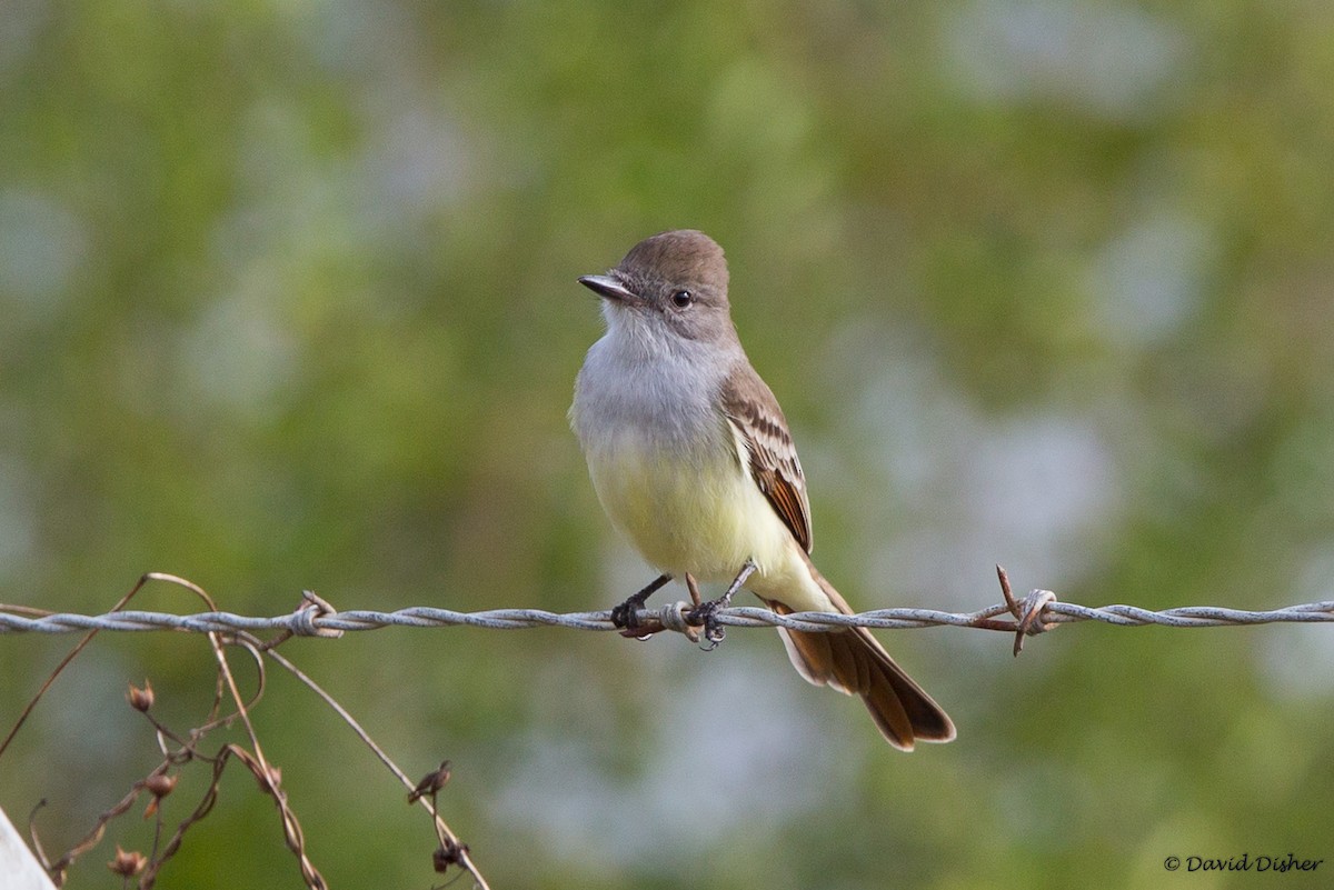 Ash-throated Flycatcher - David Disher