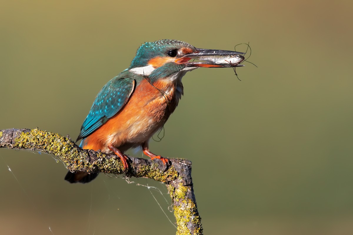 Common Kingfisher - ML207900751