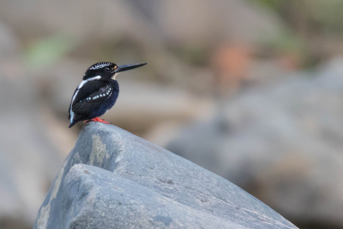 Northern Silvery-Kingfisher - ML207901241