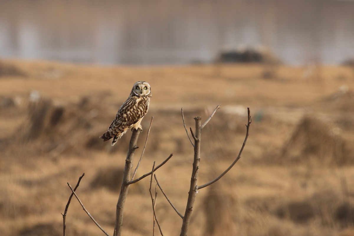 Short-eared Owl - ML207901721