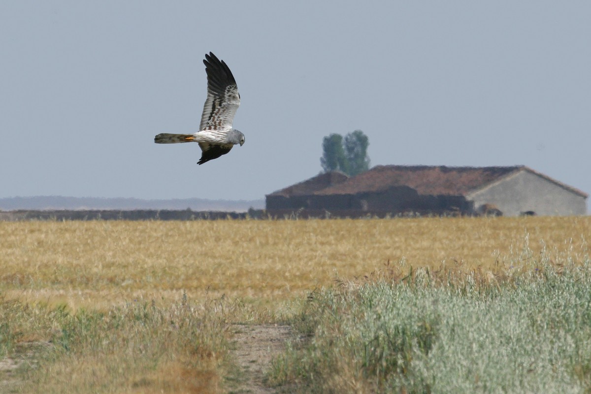 Montagu's Harrier - Miguel Rouco