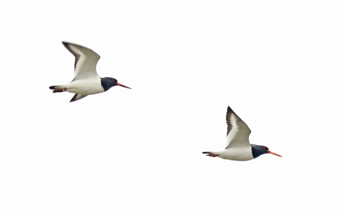 Eurasian Oystercatcher - Letty Roedolf Groenenboom