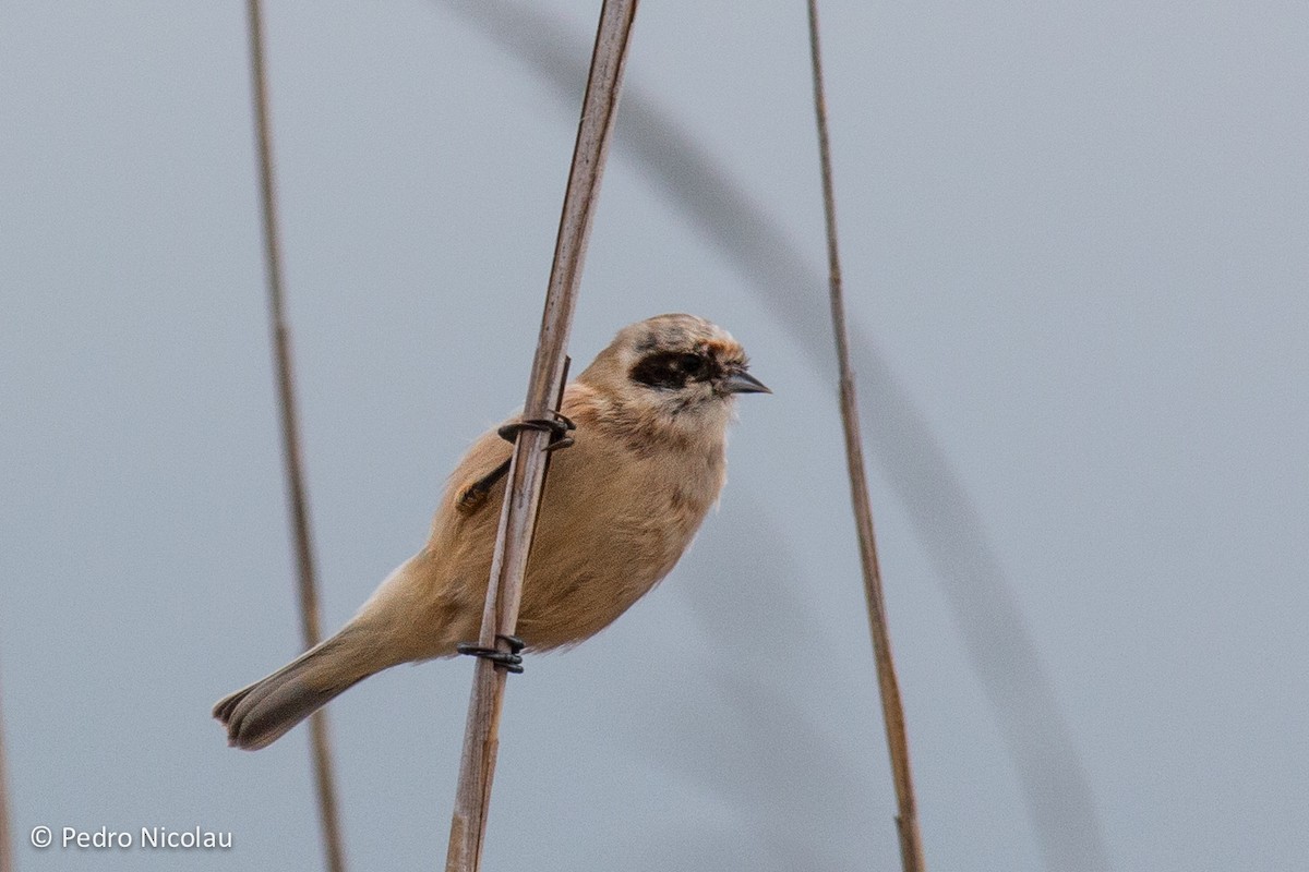 Eurasian Penduline-Tit - Pedro Nicolau