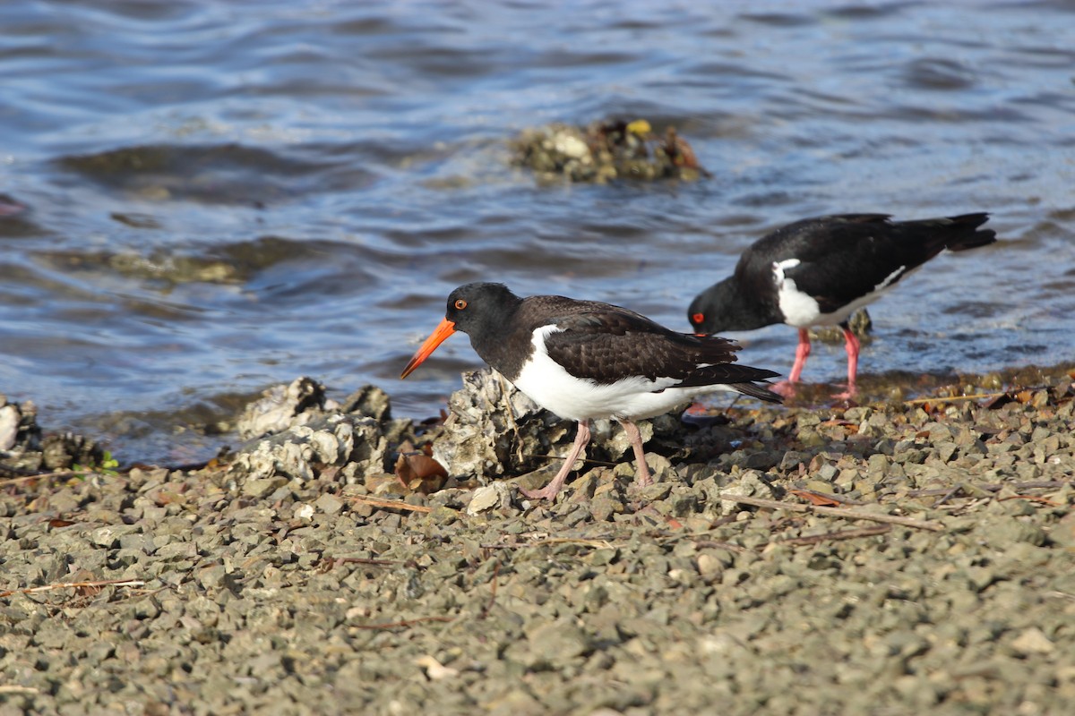 Pied Oystercatcher - ML207903151