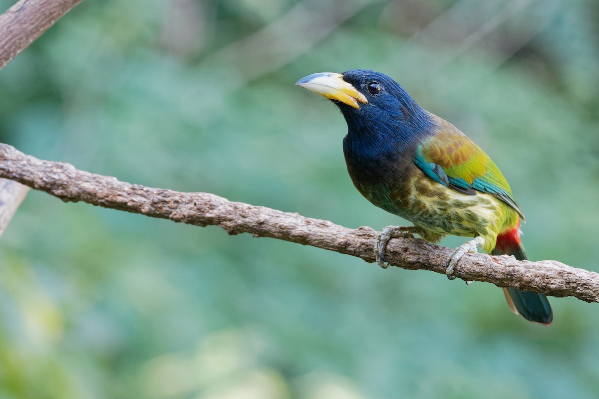 barbet velký - ML207905391