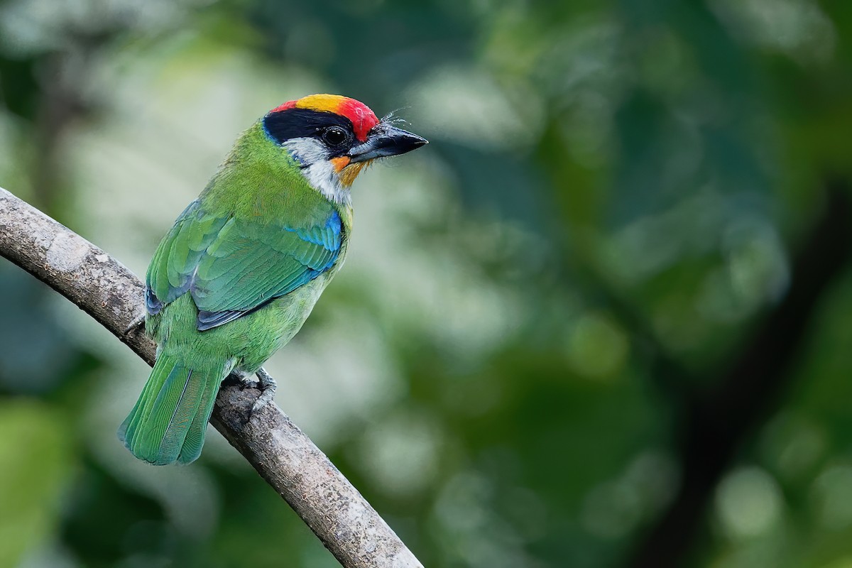 Golden-throated Barbet - Vincent Wang