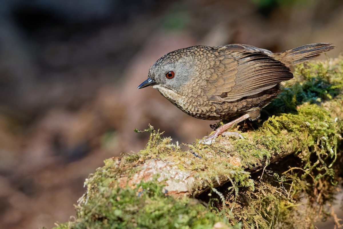 Gray-bellied Wren-Babbler - Vincent Wang
