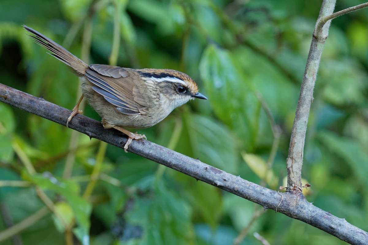 Rusty-capped Fulvetta - ML207906021