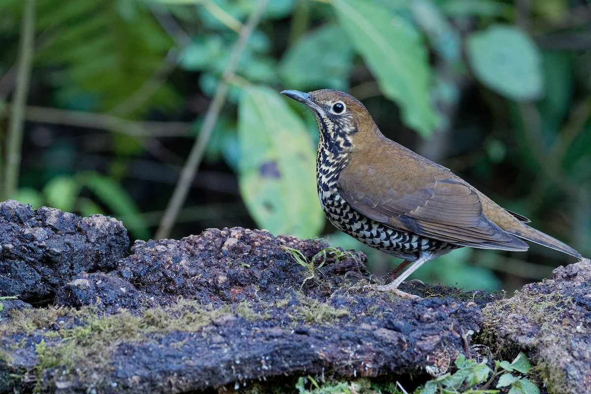 Himalayan Thrush - Vincent Wang
