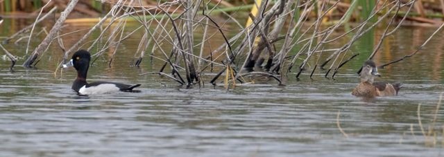 Ring-necked Duck - Doreen LePage