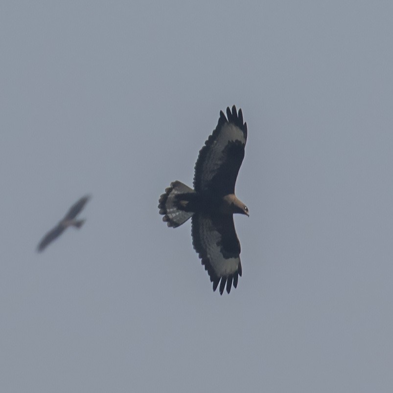 Common Buzzard (Steppe) - ML207907291