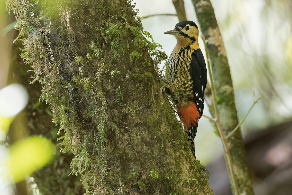 Darjeeling Woodpecker - ML207907591