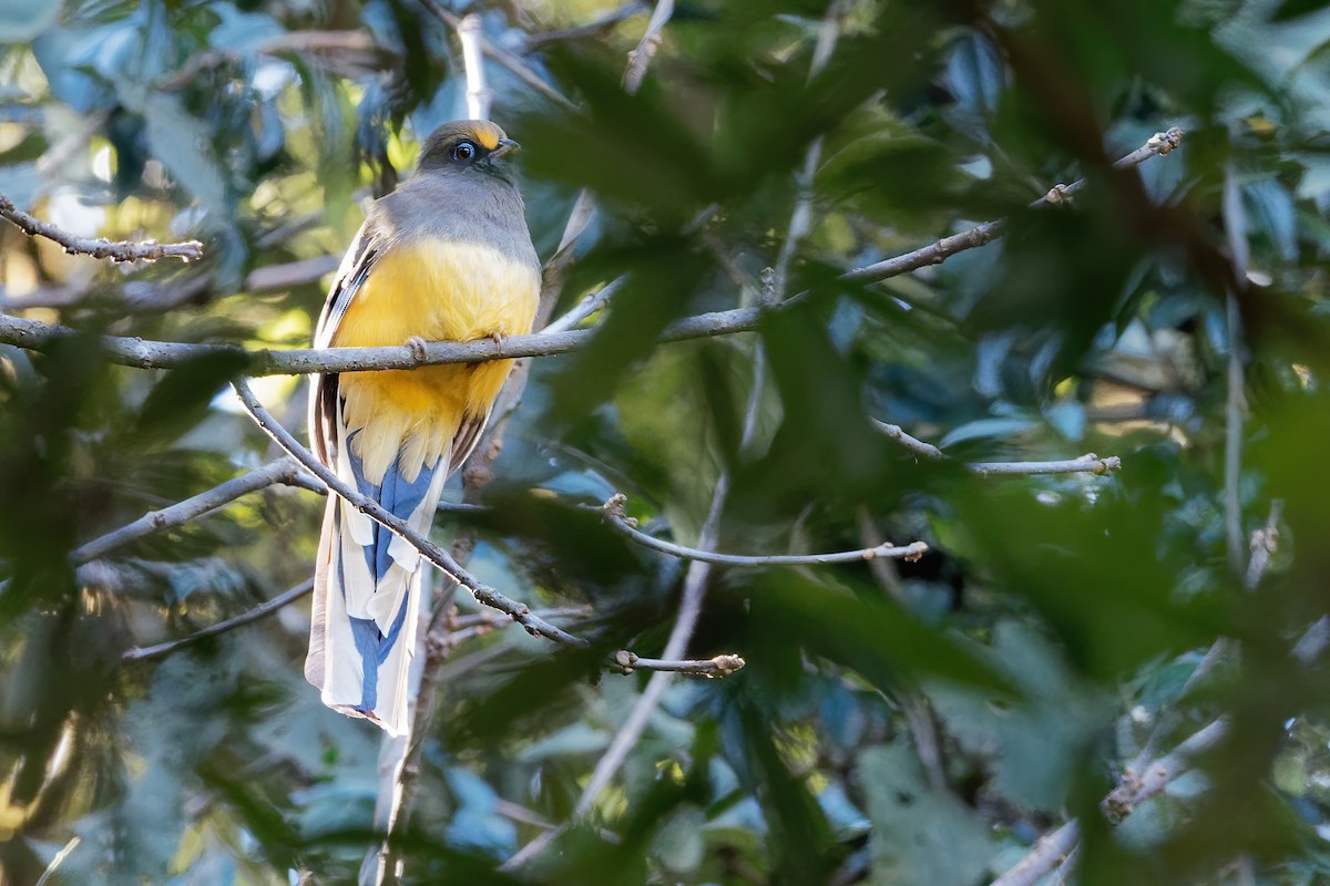 Ward's Trogon - Vincent Wang