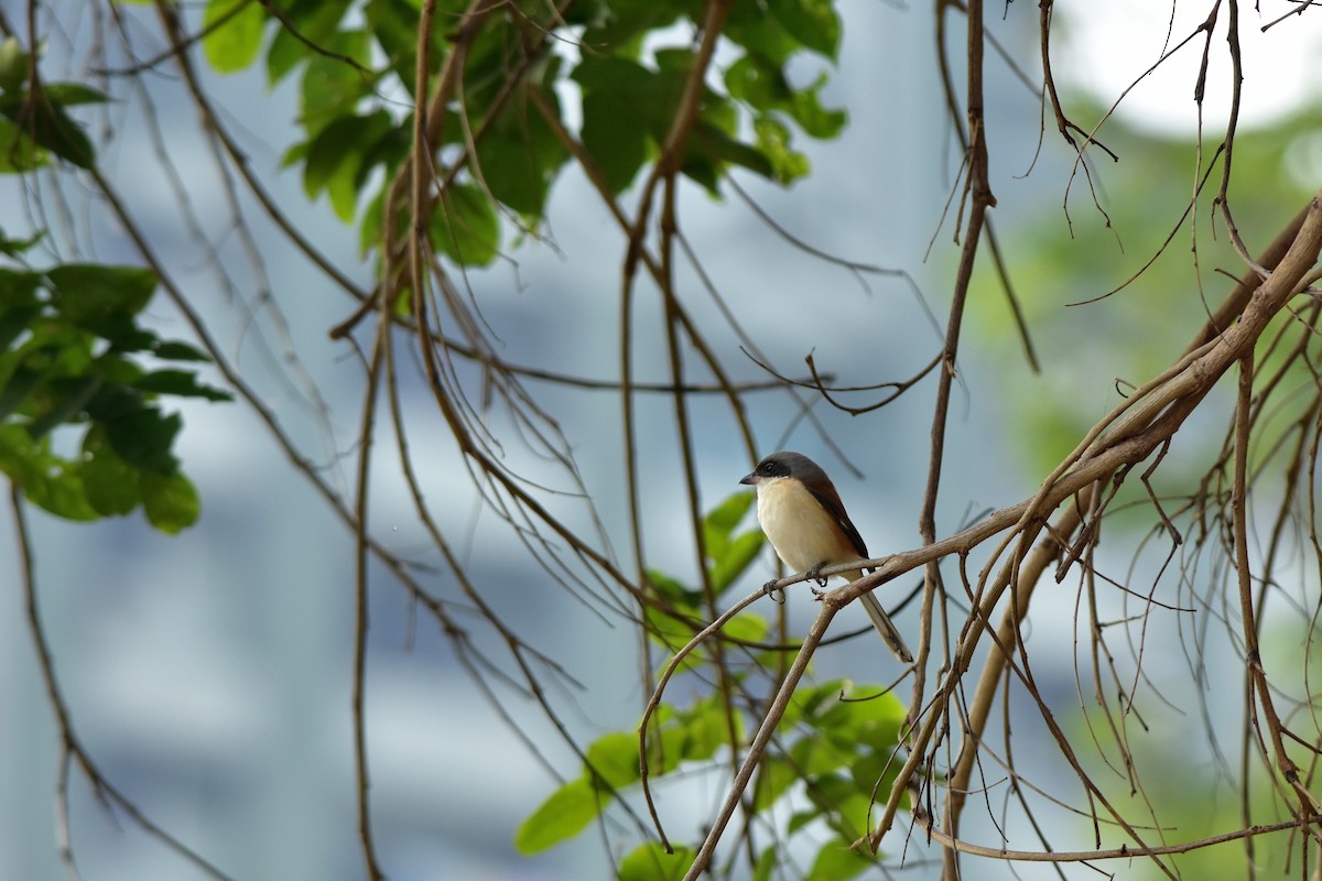 Burmese Shrike - ML207907851