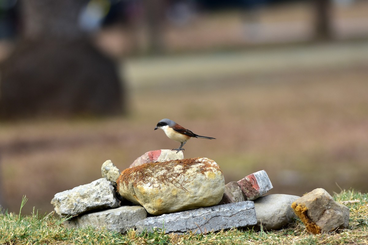 Burmese Shrike - ML207907871