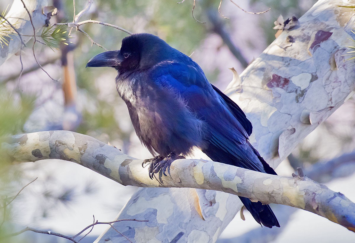 Large-billed Crow - ML207908171