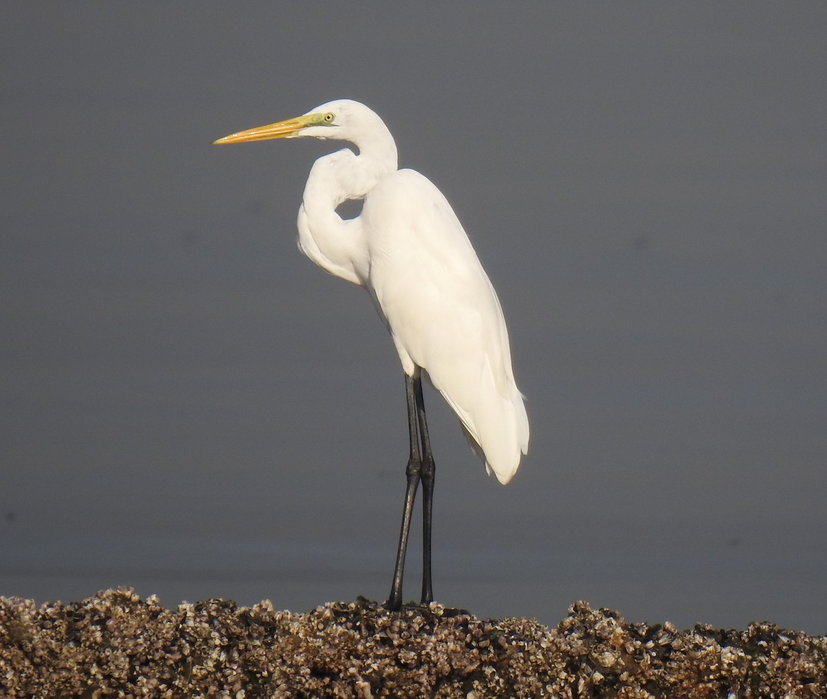 Great Egret - Mike Lu