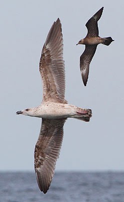 Long-tailed Jaeger - Brandon Holden