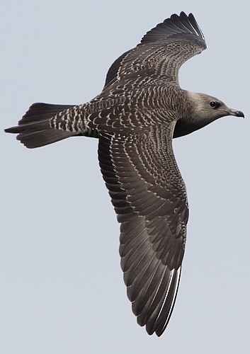 Long-tailed Jaeger - Brandon Holden