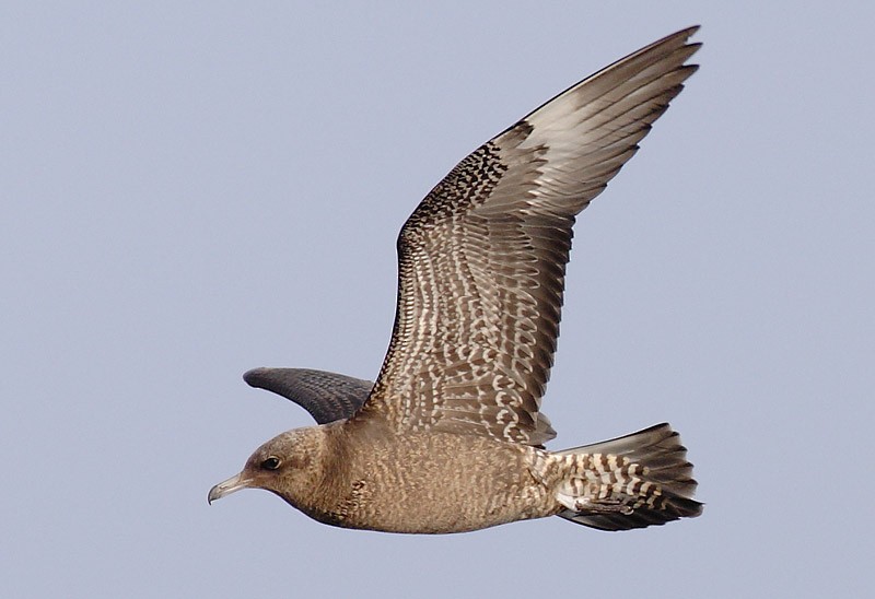 Pomarine Jaeger - Brandon Holden